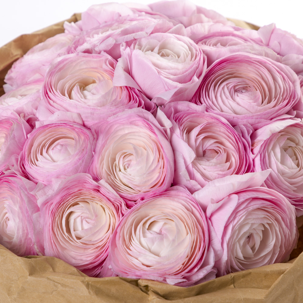 21 розовый ранункулюс