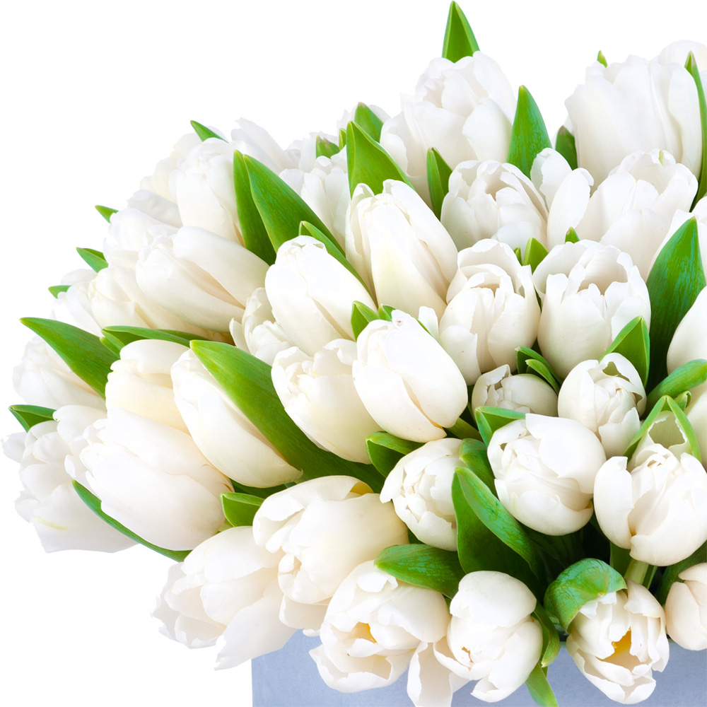 51 белый тюльпан в серой бархатной шляпной коробке